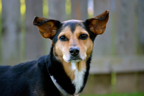 Meagle Dog